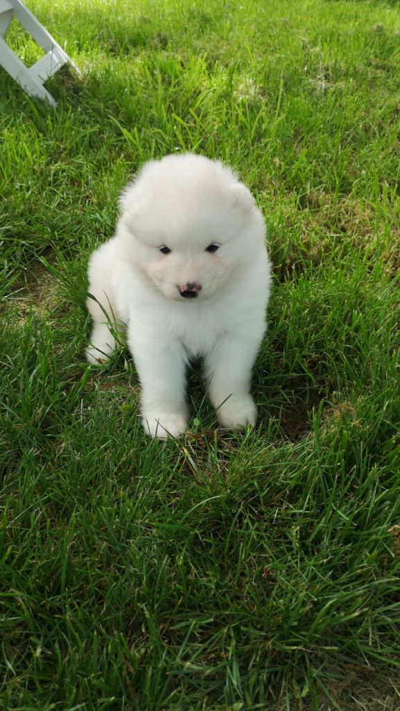 Chiot mâle disponible