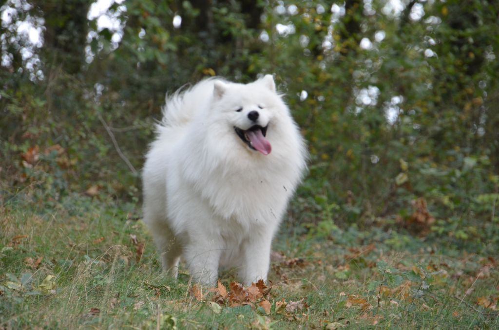 Mâle LOF disponible pour saillie 